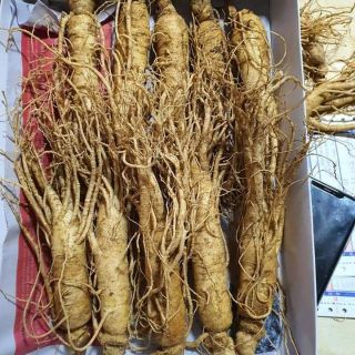 sâm tươi Hàn Quốc 6 năm tuổi loại 9-10củ/kg