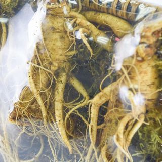 sâm tươi Hàn Quốc 6 năm tuổi loại 3 củ/kg ( loại 1)
