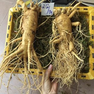 sâm tươi Hàn Quốc 6 năm tuổi loại 2 củ/kg ( loại 1)