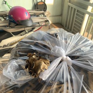 Nấm mèo