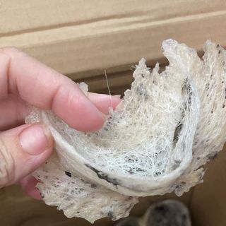 Yến thô 50gr