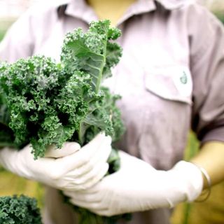 BỘT CẢI KALE NGUYÊN CHẤT SẤY LẠNH JAN'S