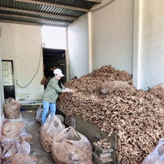 SỈ 3 TẤN GỪNG RẪY MỚI THU HOẠCH Ở BUÔN HỒ - DAKLAK