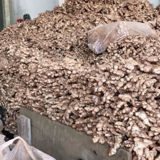 SỈ 3 TẤN GỪNG RẪY MỚI THU HOẠCH Ở BUÔN HỒ - DAKLAK