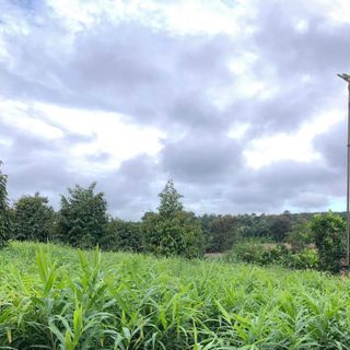 SỈ 3 TẤN GỪNG RẪY MỚI THU HOẠCH Ở BUÔN HỒ - DAKLAK