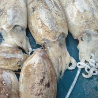 Mực nang làm sạch