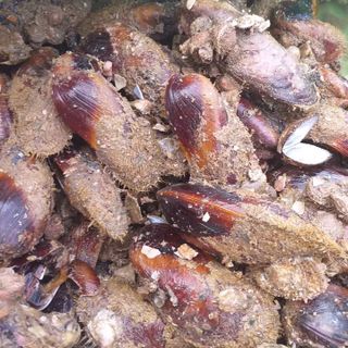 Cồi sò Trai
