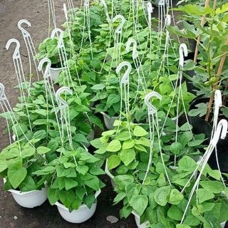 500 hạt giống sương sâm lông nảy mầm cao