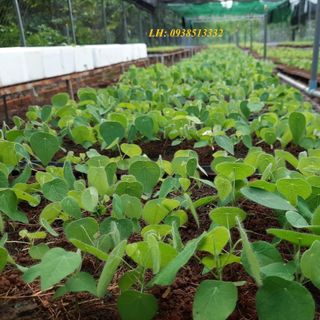 500 hạt giống sương sâm lông nảy mầm cao