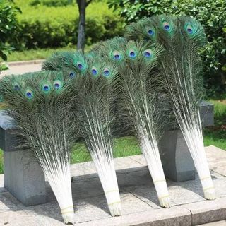 ￼Sỉ 100 Cành Lông Công phong thuỷ Chưa Lựa Dài 90cm, 100cm, 115cm Đẹp Tự nhiên 100%