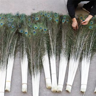 Sỉ 100 Cành Lông Công phong thuỷ Chưa Lựa Dài 90cm, 100cm, 115cm Đẹp Tự nhiên 100%