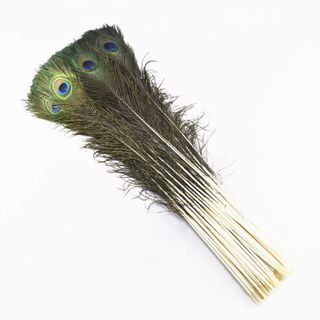 Sỉ 100 Cành Lông Công phong thuỷ Chưa Lựa Dài 90cm, 100cm, 115cm Đẹp Tự nhiên 100%