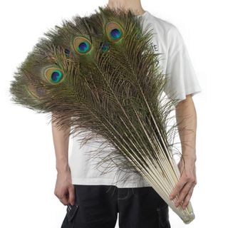 Sỉ 100 Cành Lông Công phong thuỷ Chưa Lựa Dài 90cm, 100cm, 115cm Đẹp Tự nhiên 100%