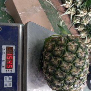 Dứa MD2 siêu ngọt