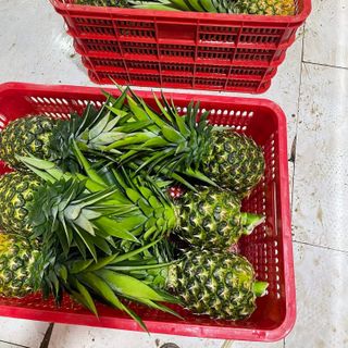 Dứa MD2 siêu ngọt