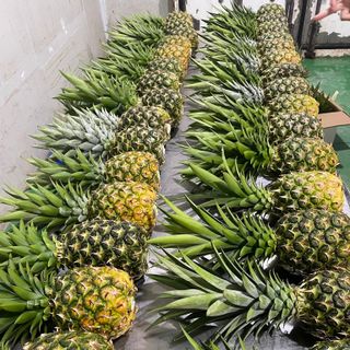 Dứa MD2 siêu ngọt