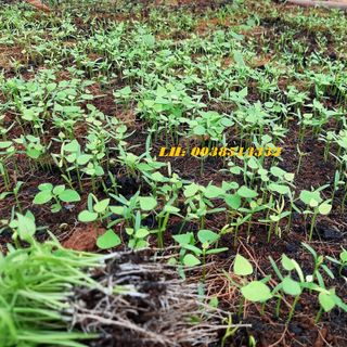 100 hạt giống sương sâm lông nảy mầm cao