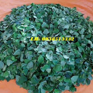 100 hạt giống sương sâm lông nảy mầm cao