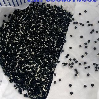 100 hạt giống sương sâm lông nảy mầm cao