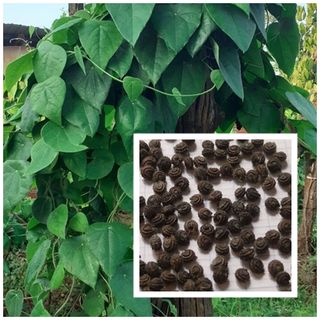 100 hạt giống sương sâm lông nảy mầm cao