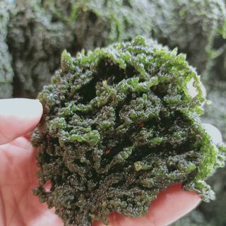 [Sale] Rong nho tách nước 100g/gói