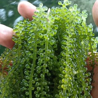 [Sale] Rong nho tách nước 100g/gói