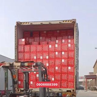 Táo đỏ Tân Cương