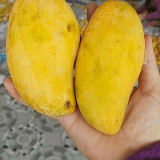 XOÀI THANH CA SIÊU THƠM ,NGON À