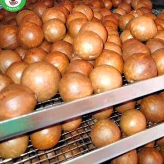 Hạt Macca Sạch Đắk Lắk, Hạt sấy nứt vỏ hạt to, nhân to sấy chín, nhân nhỏ sấy chín, không hôi dầu 500g