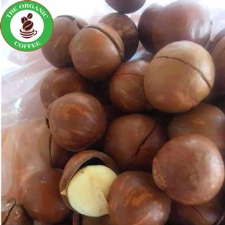 Hạt Macca Sạch Đắk Lắk, Hạt sấy nứt vỏ hạt to, nhân to sấy chín, nhân nhỏ sấy chín, không hôi dầu 500g
