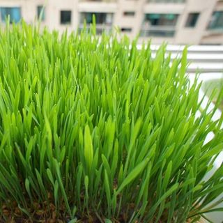 Sỉ - Buôn Hạt Giống Cỏ Lúa Mì Úc không chất bảo quản nảy mầm khỏe