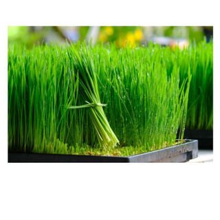 Hạt giống cỏ lúa mì hữu Cơ ITALY chất lượng tốt