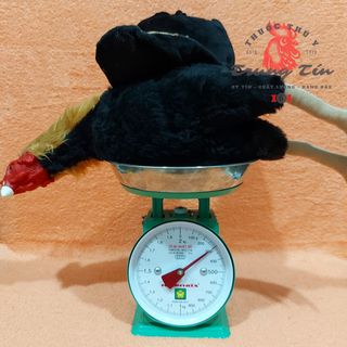 Gà giả tập lực (có lông như hình) - chất liệu sillicon cao cấp (nặng 300g)