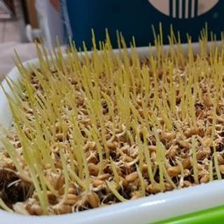 Sỉ - Buôn Hạt Giống Cỏ Lúa Mì Úc không chất bảo quản nảy mầm khỏe