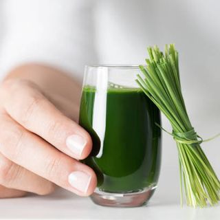 Sỉ - Buôn Hạt Giống Cỏ Lúa Mì Úc không chất bảo quản nảy mầm khỏe