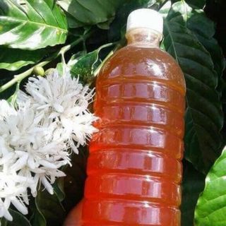 Mât Ong Hoa Cà Phê Lâm Đồng
