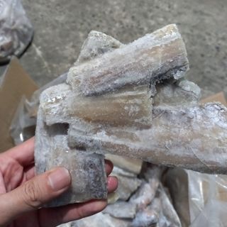Cá Hố