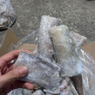 Cá Hố