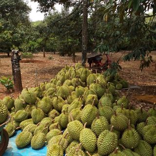 Sầu Riêng Ri6 Loại III