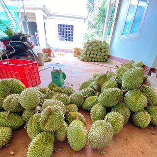Sầu Riêng Ri6 Loại III