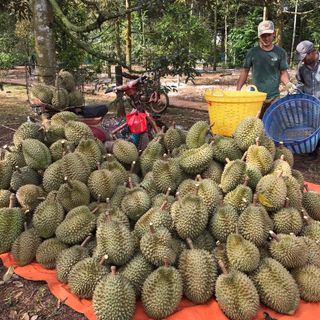Sầu Riêng Long Khánh Ri6 Loại I