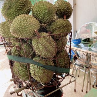 Sầu Riêng Long Khánh Ri6 Loại I
