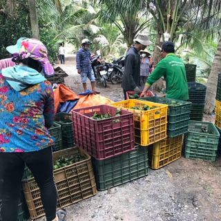 Cam sành Vĩnh Long giá sỉ