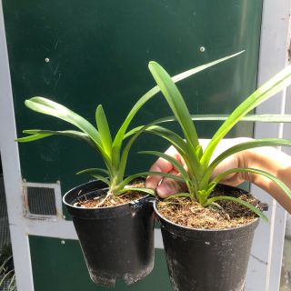 Hoa Lan Kiếm Phan trí Giá Sỉ