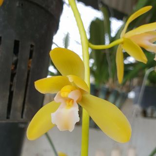 Hoa Lan Kiếm Phan trí Giá Sỉ