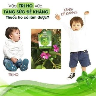 Cao ho cao kha tử - Bổ phế phổi,long đờm,giảm ho,viêm họng