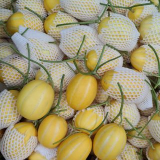 Dưa lê ruột vàng HQ