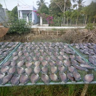 Khô cá sặc bổi - Khô Cà Mau - Hộp 1kg (Khoảng 10-11 con)