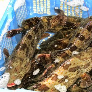 Cá mú trân châu cắt lát (đóng gói 300gr)
