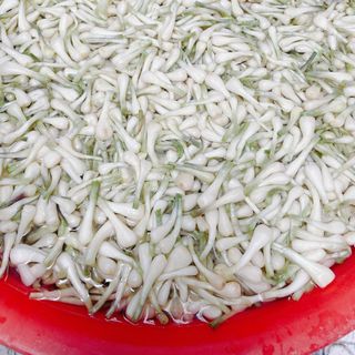 Dưa kiệu - Củ kiệu muối - Keo 800gr